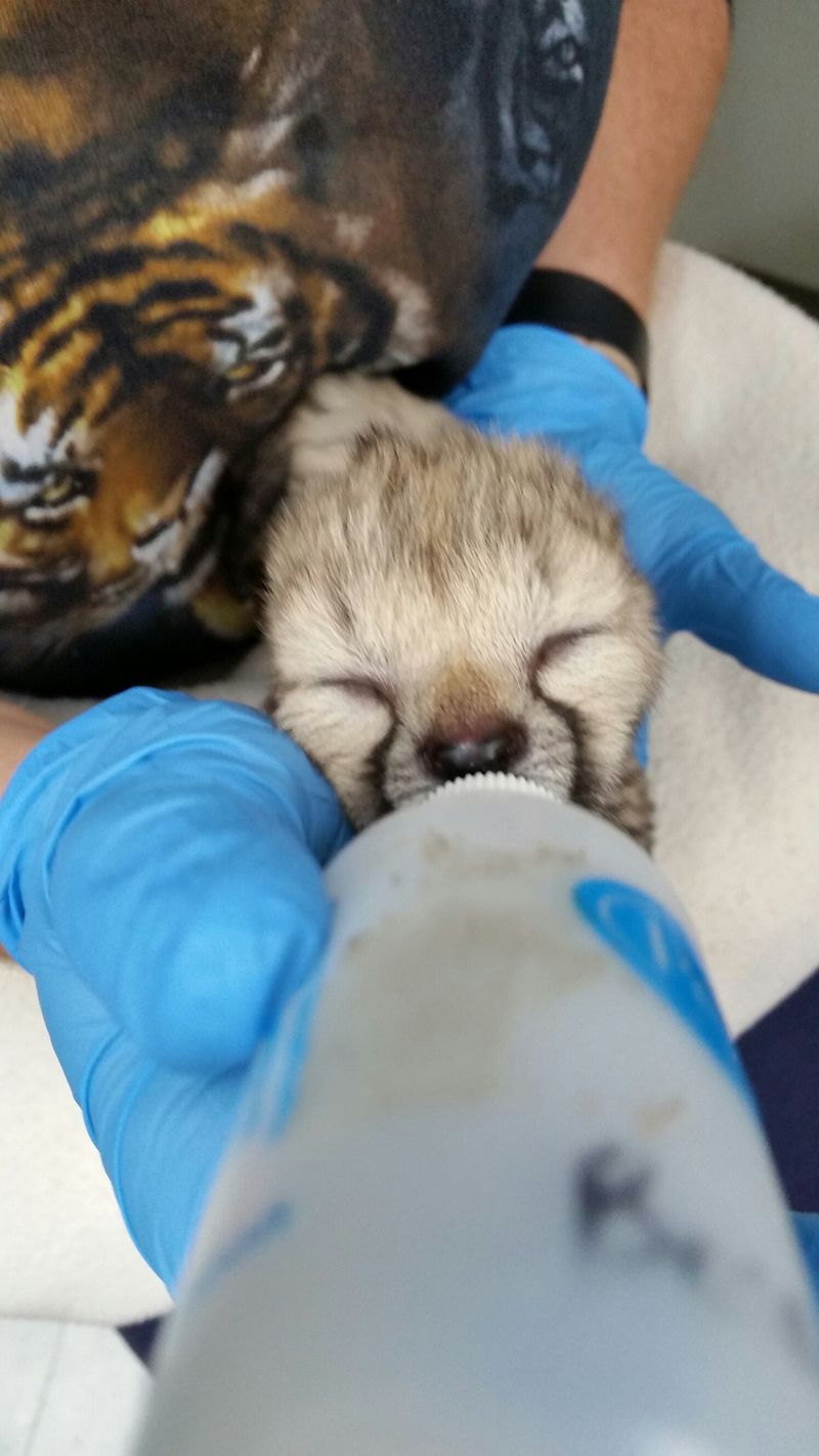 Illustration for article titled ZOMG BABY CHEETAH!!!